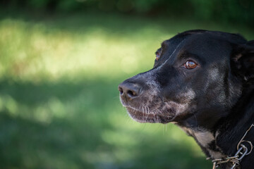 A black angry labrador in a metal collar is tied to a tree in the park.