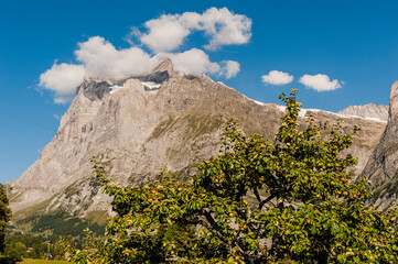 Grindelwald, Wetterhorn, Grosse Scheidegg, Oberer Gletscher, Schreckhorn, Alpen, Berner Oberland, Wanderweg, Bergdorf, Bergwiese, Bergblumen, Landwirtschaft, Sommer, Schweiz