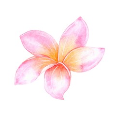 Tropical plumeria flower painted in watercolor, isolated on a white background.