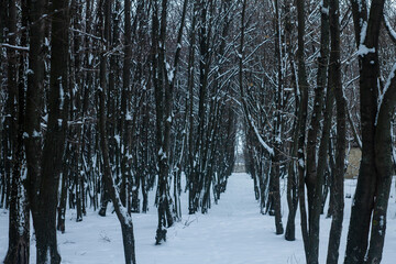 Winter snowy forest