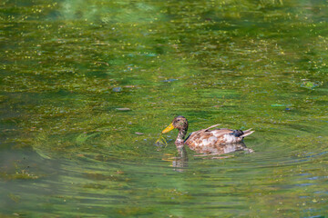 A mallard duck feeds in the river