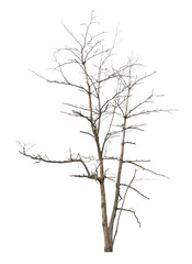 Leafless tree on white background. PNG file.