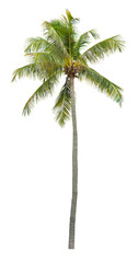 Coconut tree