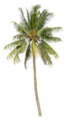 Coconut tree