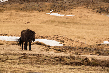 A single Icelandic horse with a dark brown coat in an early spring pasture in southwest Iceland