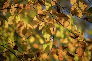 Obraz premium The beauty of autumn