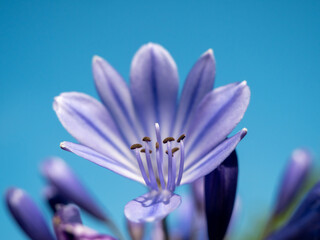 Bright blue flowers of Agapanthus praecox, also known as African lily or Lily of the Nile.