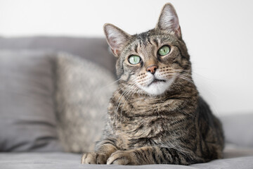 gestreifte Katze liegt auf der Couch