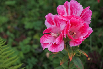 Flowers Godetia Clarkia pulchella. Pink and red summer garden exquisite fresh flowers. Blooming pink flower. copy space