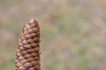 Pine cone close up