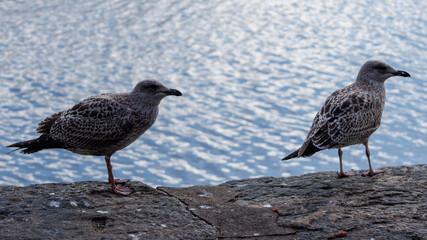 seagull on the beach