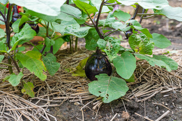 畑の小布施丸なす