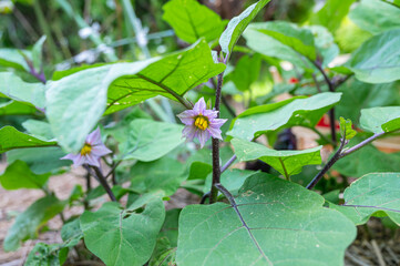小布施丸なすの花