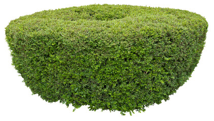 Rounded ornamental bush isolated on white background. PNG file.
