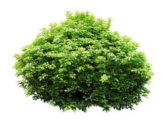 Ornamental tree isolated on white background. PNG isolate file. - obrazy, fototapety, plakaty