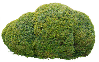 Rounded ornamental bush isolated on white background. PNG file.