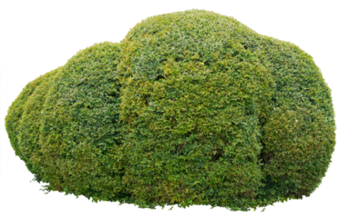 Rounded ornamental bush isolated on white background. PNG file.