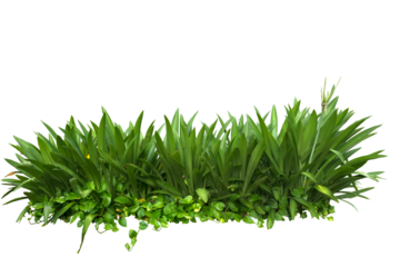 Tropical plant isolated on white background. PNG file.