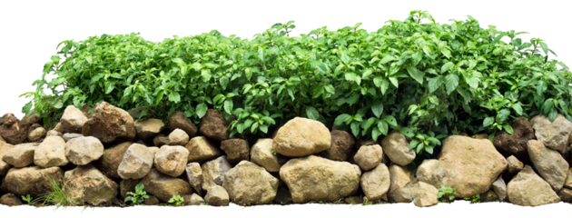 Plant on the top of stones. PNG file