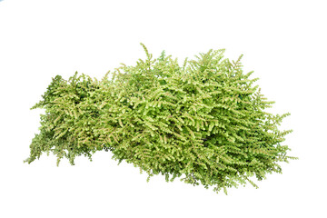 Shrub isolated on white background. png file.
