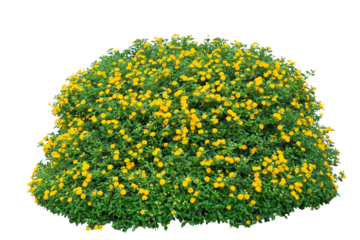 Small yellow bush flowers on white. PNG isolate file.