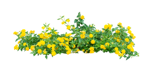 Small yellow bush flowers on white. PNG isolate file.