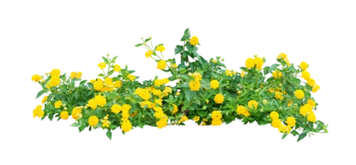 Gartenposter Small yellow bush flowers on white. PNG isolate file. © johannes