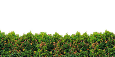 Fototapeta na wymiar Shrub foliage isolated on white background. png file.