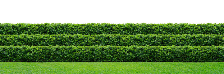 Fototapeta na wymiar Three layers of green hedge