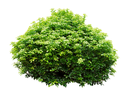 Ornamental tree isolated on white background. PNG isolate file.