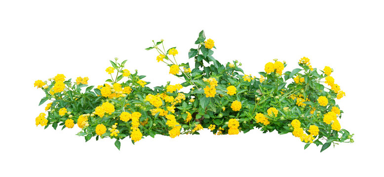 Fototapeta Small yellow bush flowers on white. PNG isolate file.
