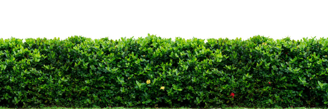 Shrub isolated on white background. png file.