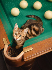Portrait of a cute tabby kitten sitting on a billiard table near a billiard pocket from a high...