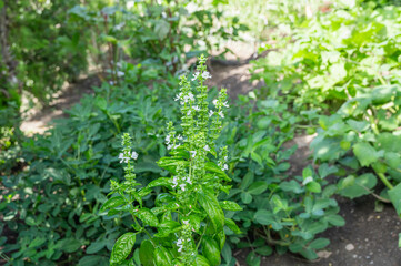 花咲く庭のスイートバジル