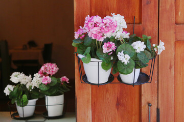 pot plants with pink and white geranium flowers as open air cafe decoration closeup photo