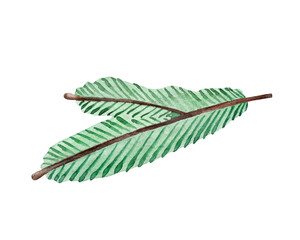 Watercolor illustration of a fir branch on a white background