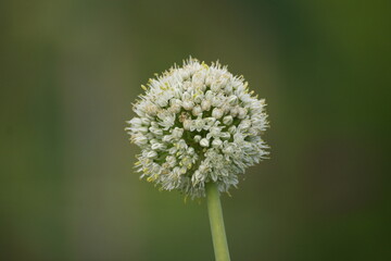 close up of a dandelion flower