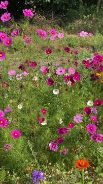 vertikal, Hochformat Video von bunten Blumen, Cosmea, Schmuckk&ouml;rbchen, Cosmos bipinnatus
