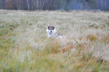 Portrait of a young Finnish Lapphund puppy