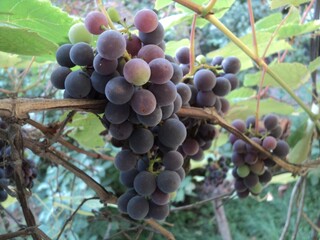 Bunch of grapes and leafs 