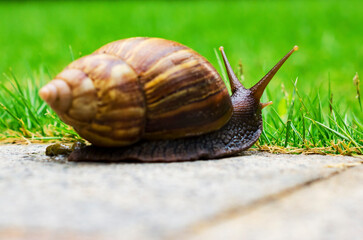 snail, 