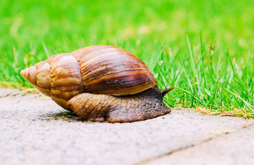 snail, 
