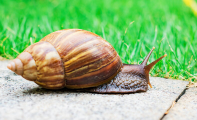snail, 