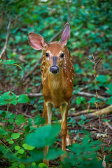 deer in the forest