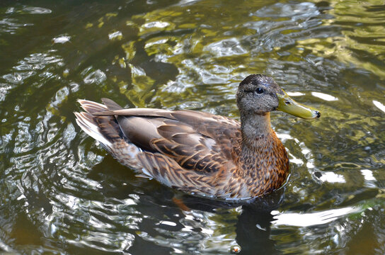 Portrait of duck mallard (female) floating in the water of lake. Top view photo outdoors.