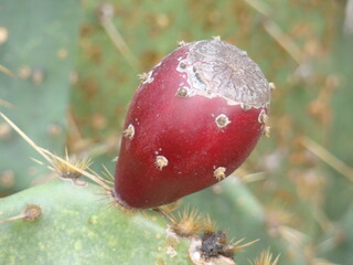 cactus fruit
