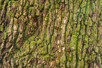 Full frame image of rough bark of a mighty old tree, useful as a natural background texture