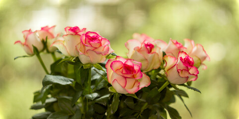 Obraz na płótnie Canvas a pink roses bouquet