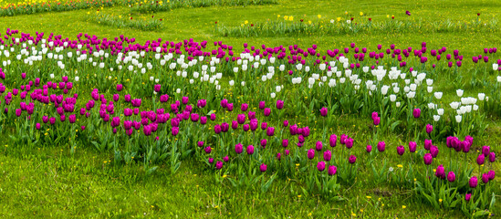 a rows of white and purple tulips