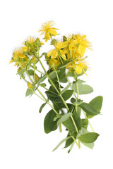 Hypericum